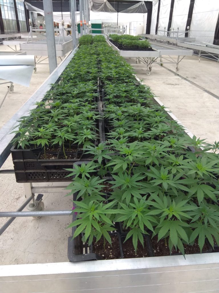 Cannabis medical in a disconnected platform Cannabis medical in a disconnected platform