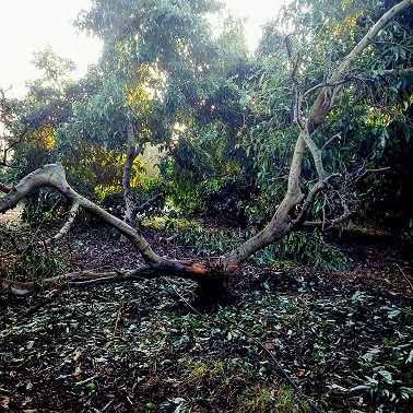 עץ אבוקדו שנפגע מירי רקטה