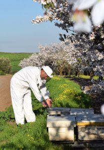 הצבת כוורות להאבקה צילום דבורת התבור הצבת כוורות להאבקה צילום דבורת התבור