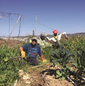 גינה קהילתית צובה גינה קהילתית צובה