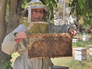 דר ויקי סרוקר חוקרת הדבורים שהקסימו אותה