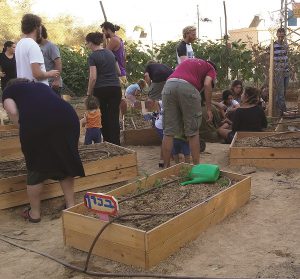 שתילת ירקות בערוגות גינה קהילתית שתילת ירקות בערוגות גינה קהילתית