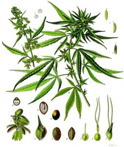 Cannabis sativa Kohler–s Medizinal Pflanzen 026