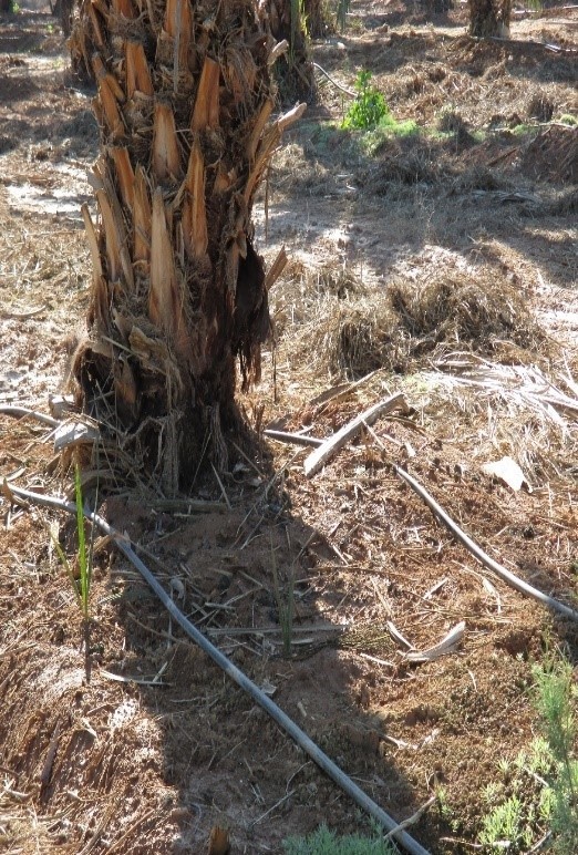 תמונה 1 השיטה הקיימת השקיה בשני מתזים ליד העץ