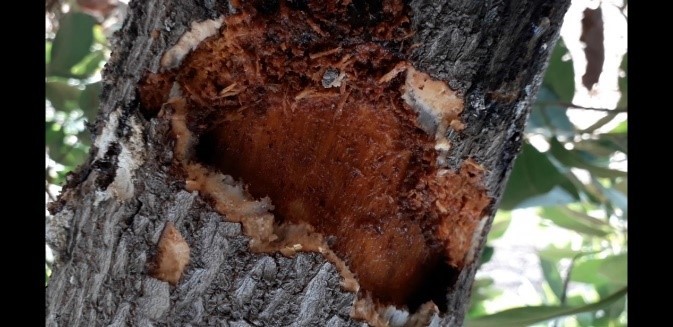 נבירת יקרונית יוצרת חיגור לרוחב הגזע של עץ האבוקדו