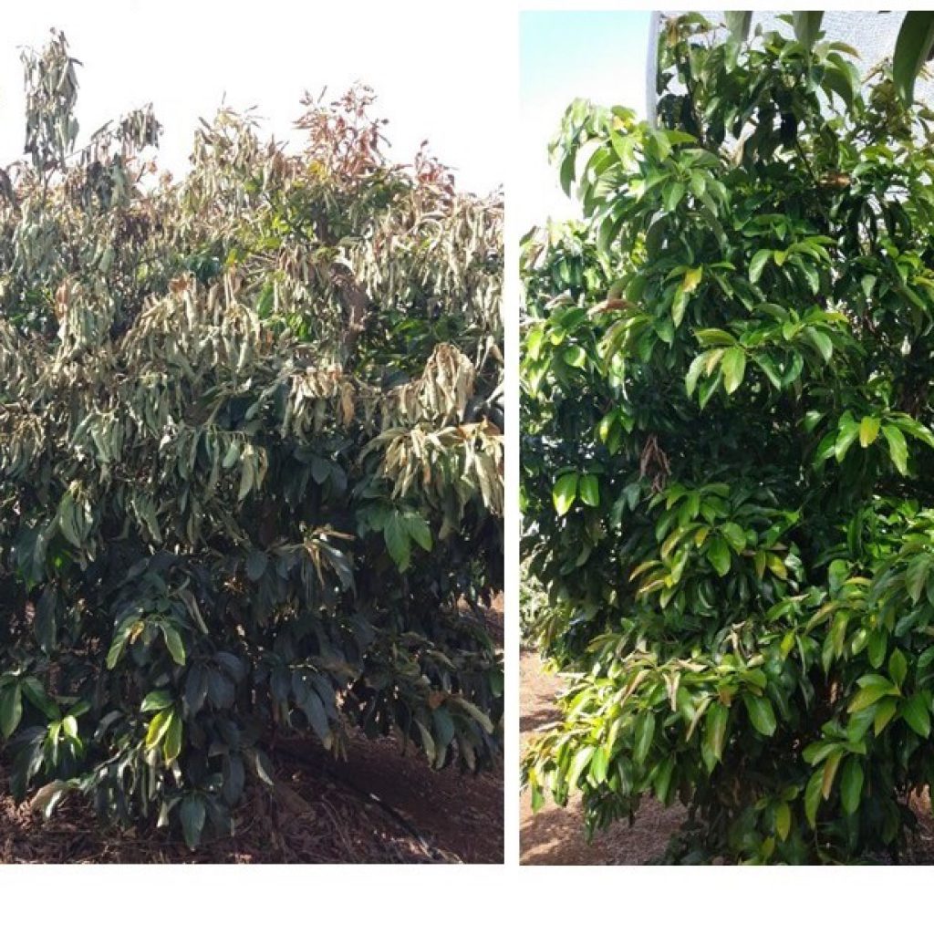 תמונות של עצי אבוקדו לאחר אירוע קרה משמעותי. משמאל ביקורת לא מכוסה מימין עץ שכוסה ברשת