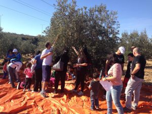 פעילות לקבוצה בחוות הזיתים אלדין בכפר רות