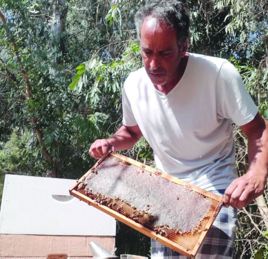 גידול דבורים בשיטה ביו דינאמית