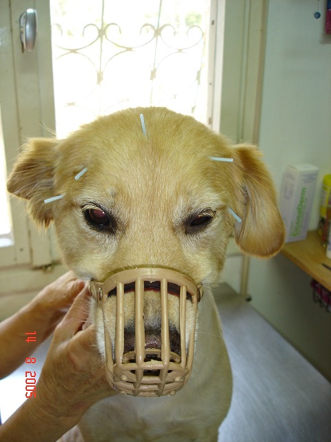 דיקור פנים של כלבה עם בעיות עיניים