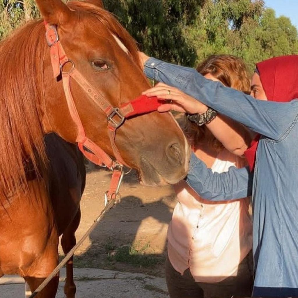 סוס המטופל ברפואה משלימה עי תלמידיו של שגיב