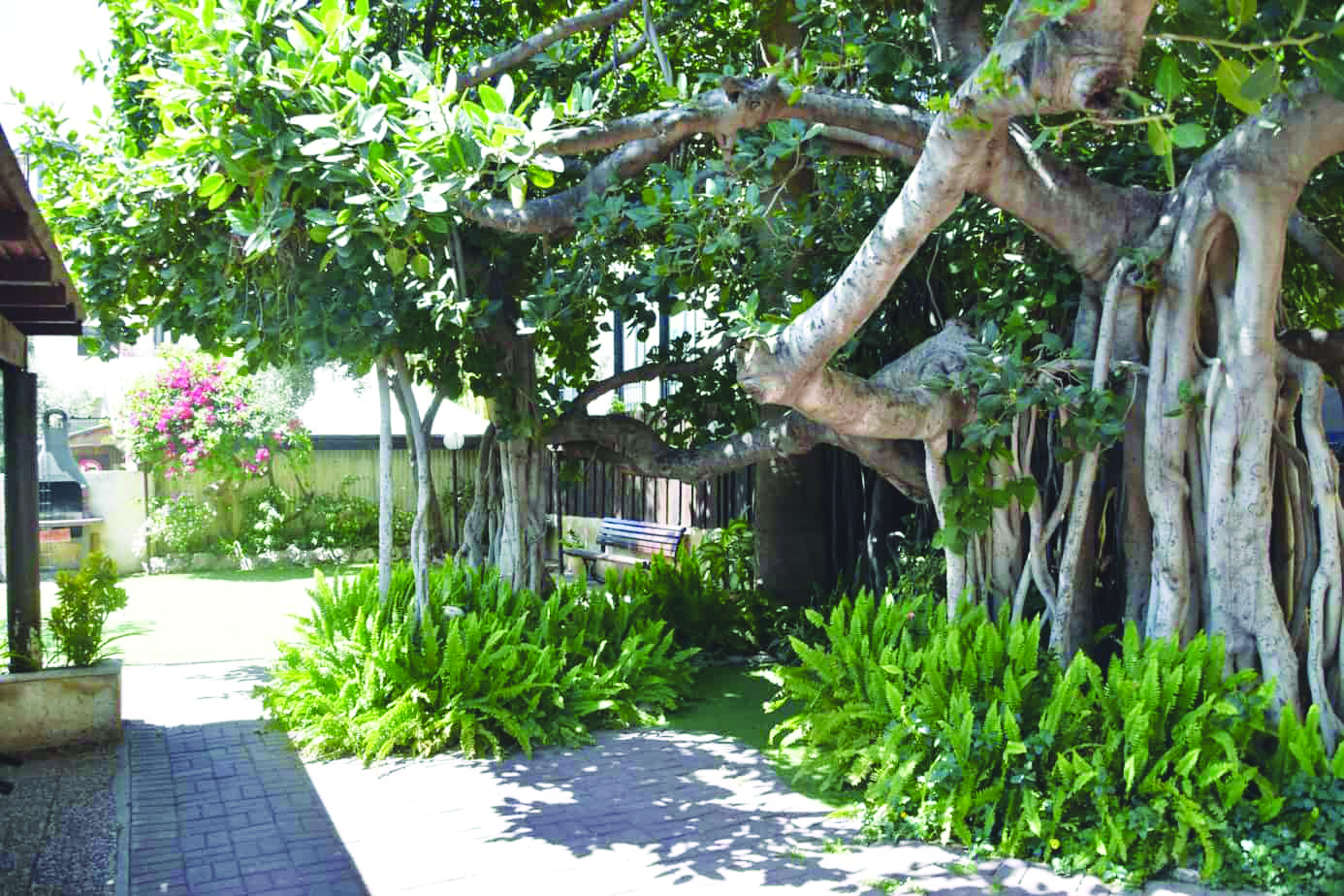 עץ הבאובב שבגן בית עמנואל צילום דני בר