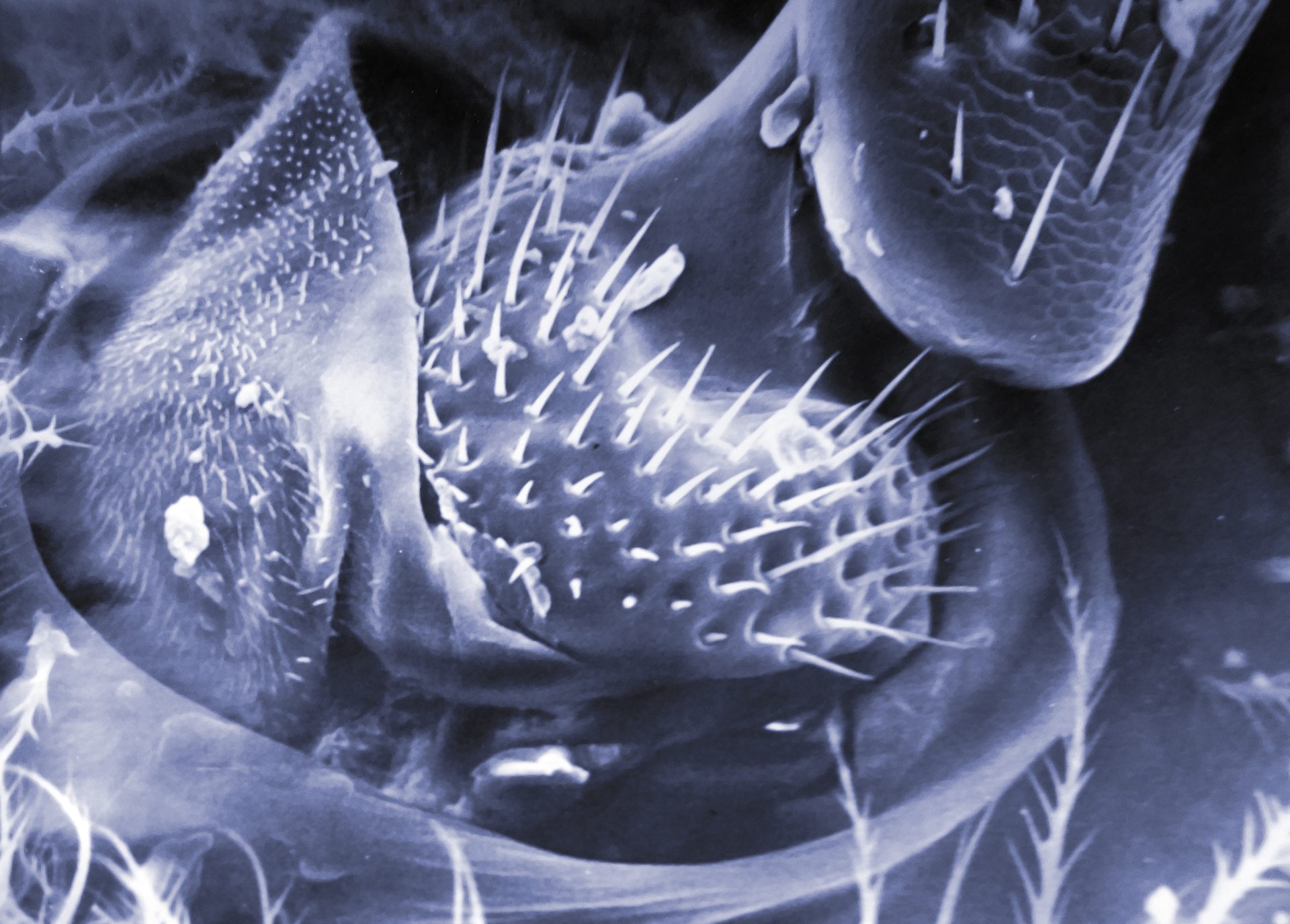 בני קמינסקי צילם בעזרת מיקרוסקופ אלקטרוני מחיי הדבורים