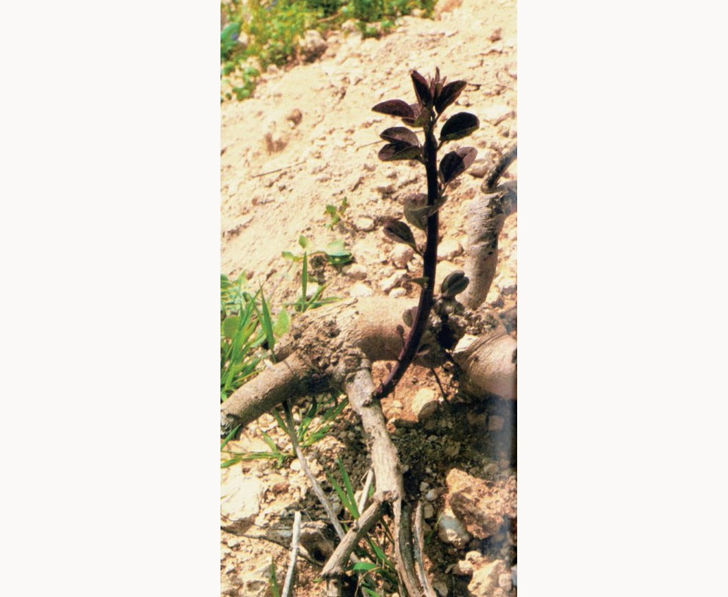 ענף צעיר של צלף צומח משורש יבש לכאורה. צילום מתוך ספרו של נגה הראובני שיח ועץ במורשת ישראל 1