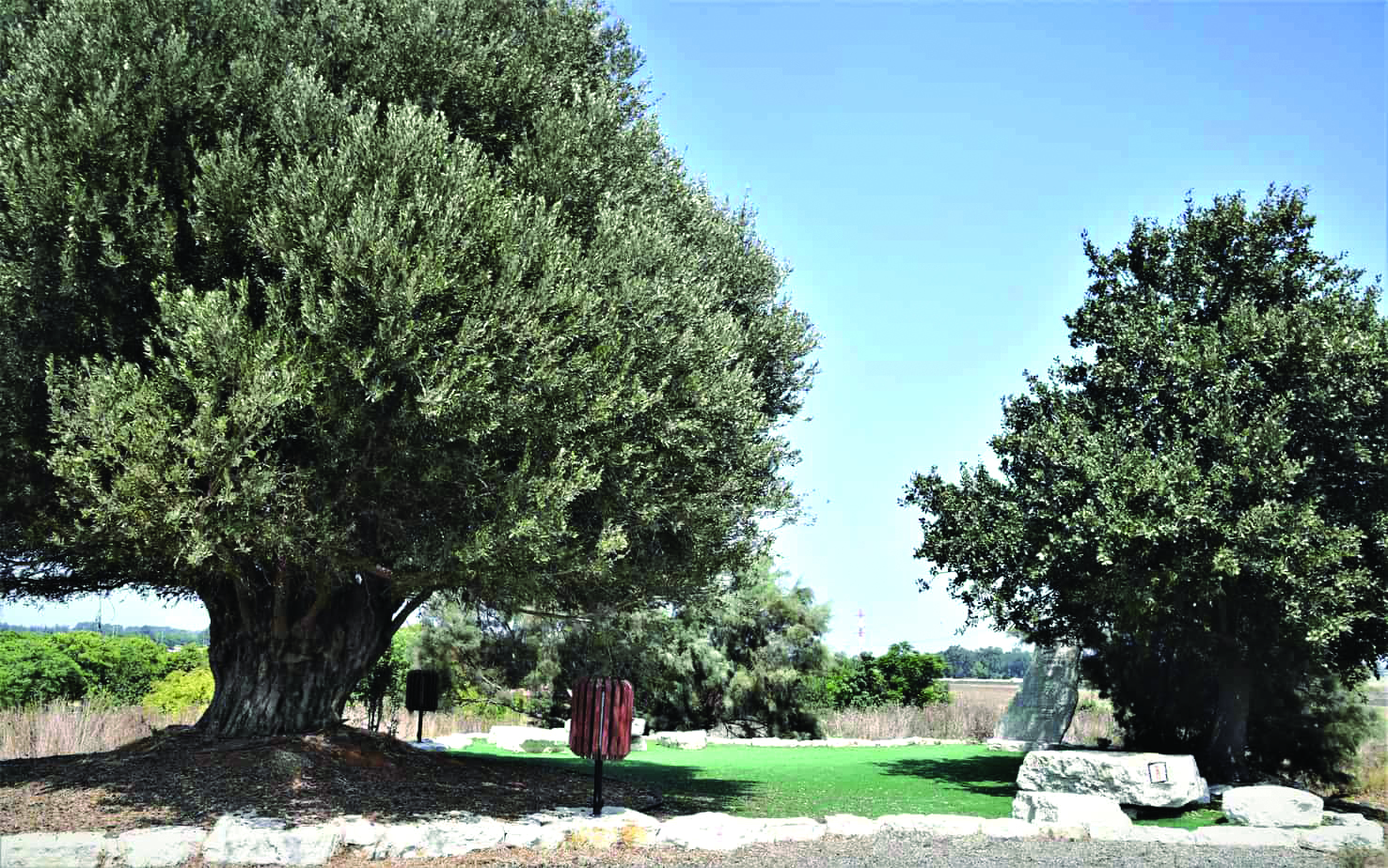 עץ הזית בראש תל שבח. סימון השביל השרון על האבן בצד ימין צילום דני בר