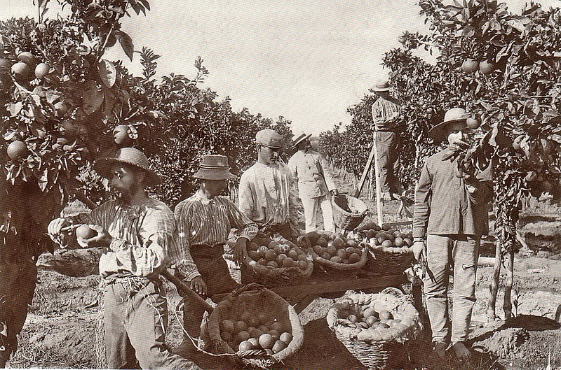 קטיף תפוזים בפתח תקווה 1910 צילום יעקב בן דב