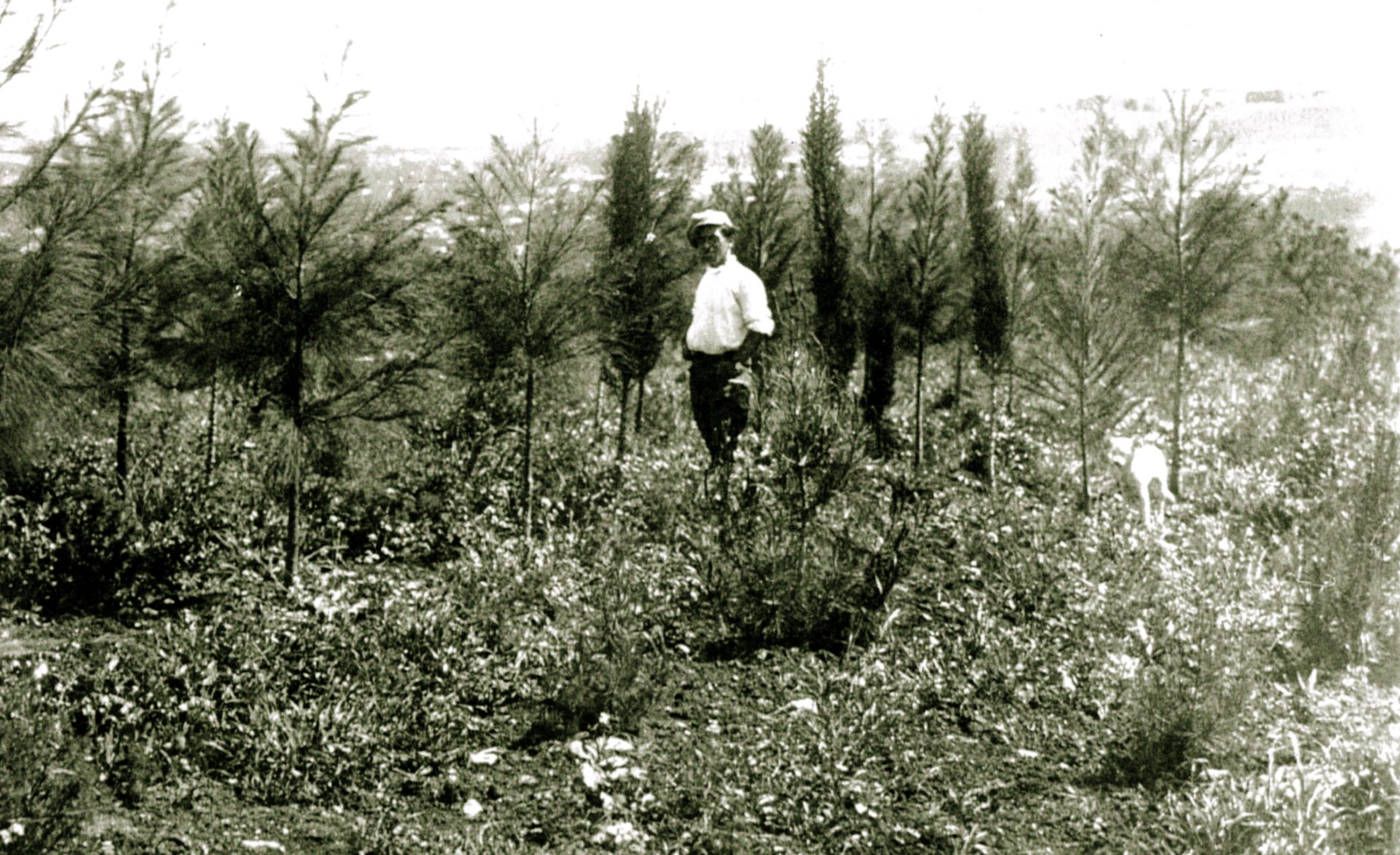 יואל אפרת משוטט בין עצי הקוזיארנות מחפש צמחים למוזיאון 1921 22
