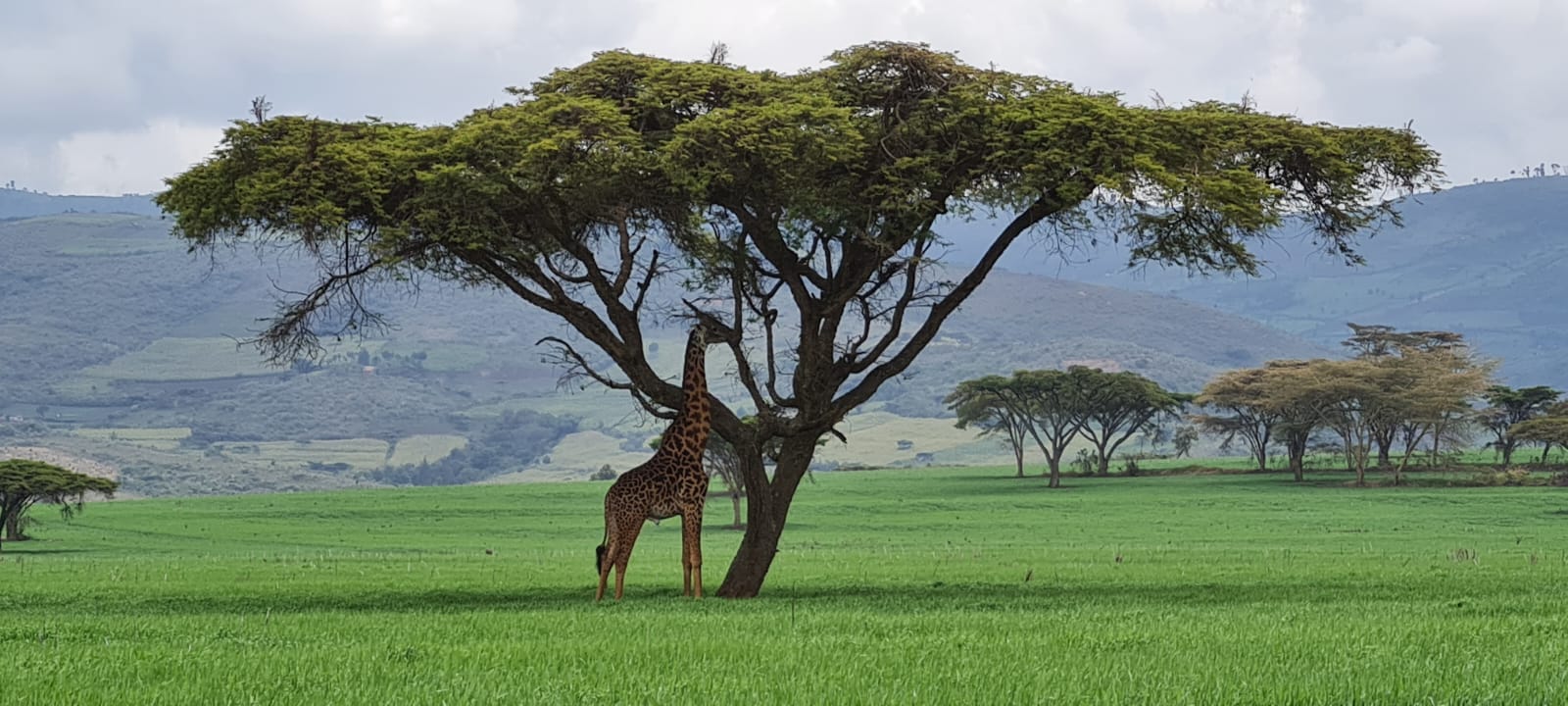 חוות נדביבי בקניה צילום ערן בן יאיר