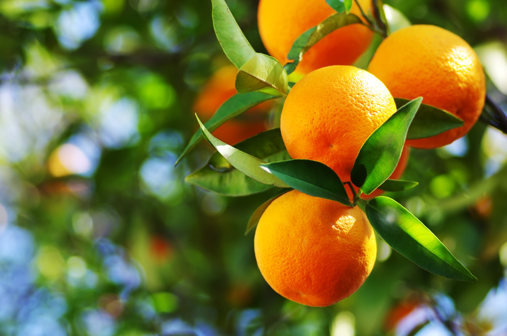 עץ תפוזים 1