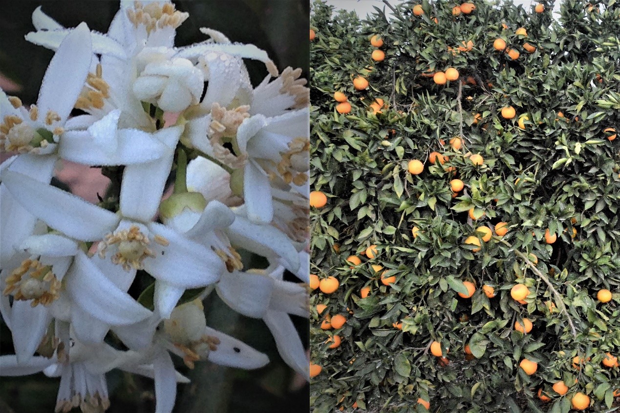 עצי שמוטי ופרחי שמוטי צילום מנשה דוידזון