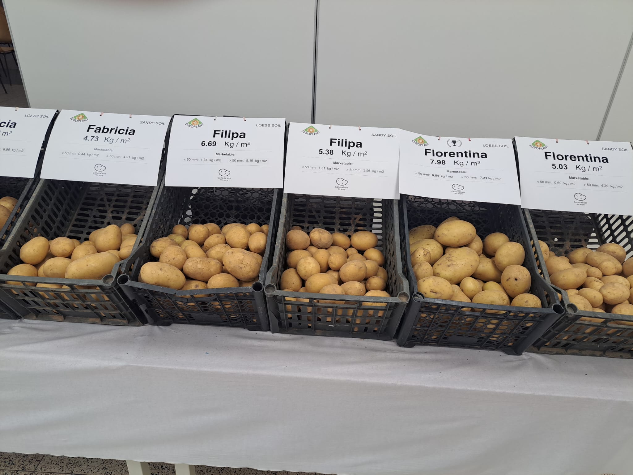 תצוגת זני תפוחי אדמה