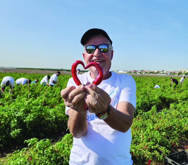 עובדי אדמה מבאר שבע מתנדבים באסיף עגבניות