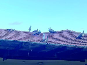 הטווסים על גג בית בניר בנים צילום איריס לוי