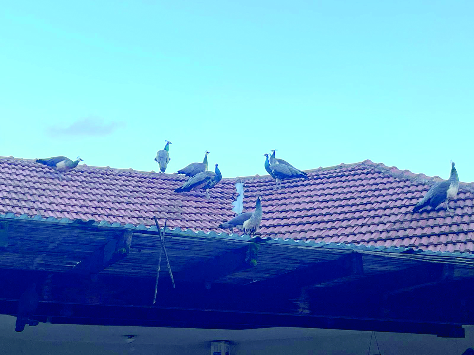 הטווסים על גג בית בניר בנים צילום איריס לוי