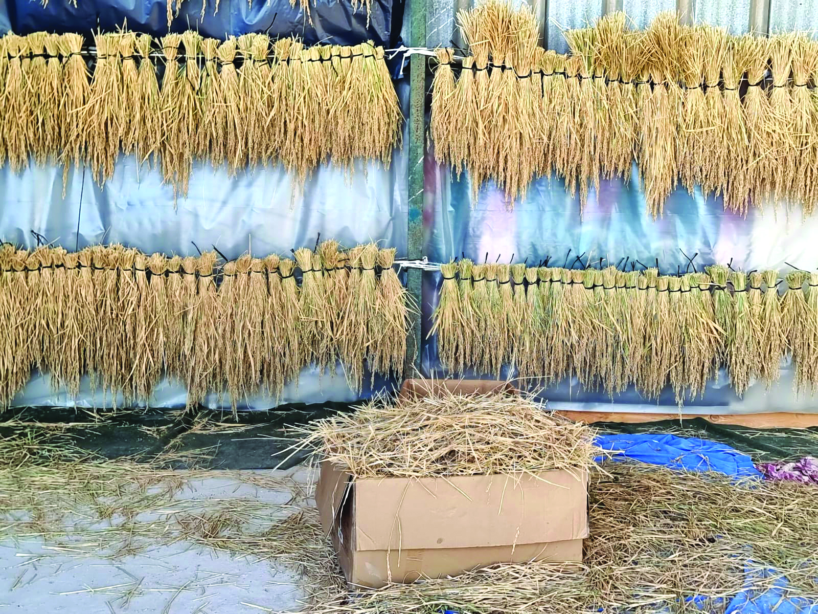 ייבוש אורז במיצר