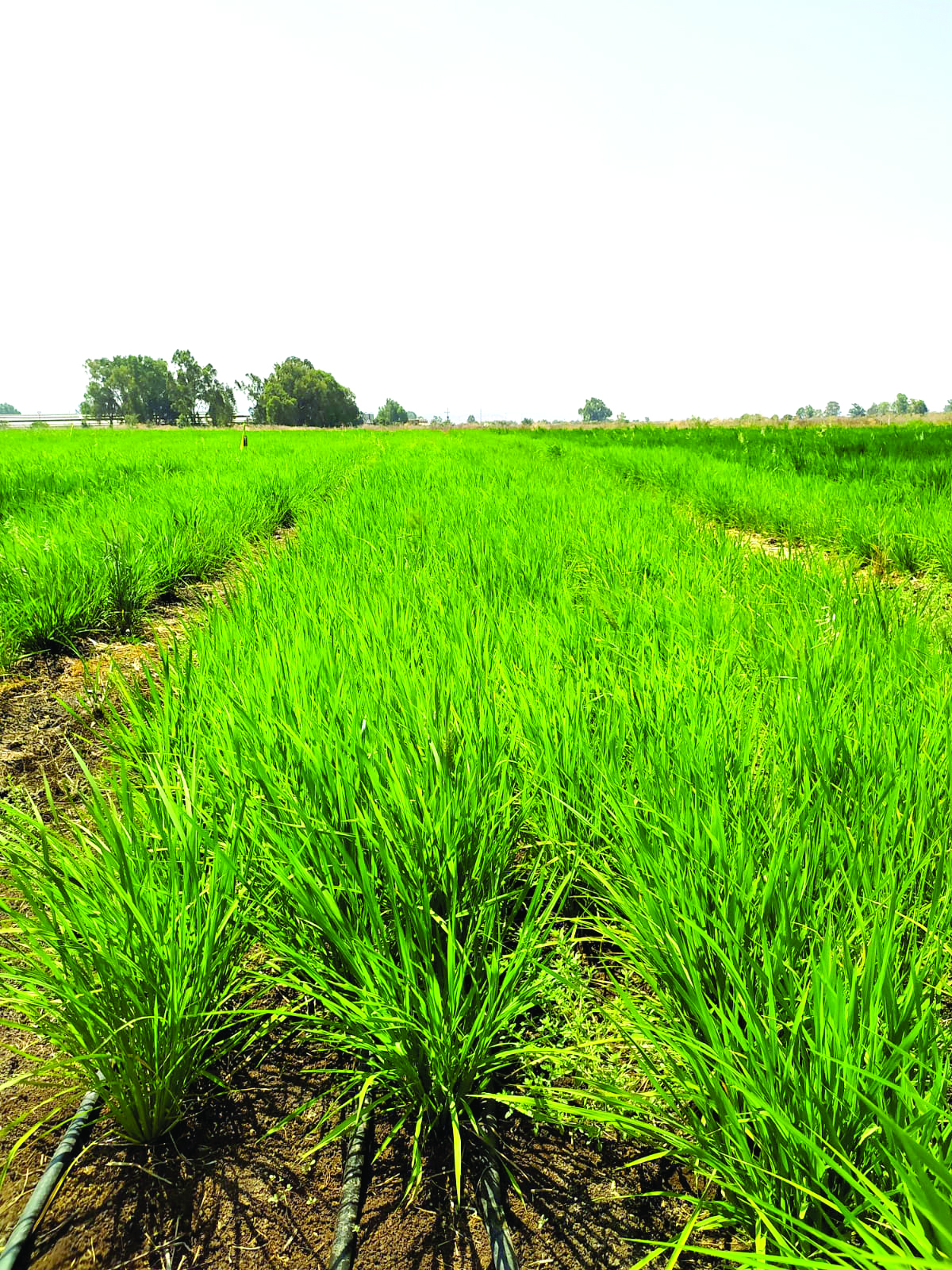 שדה האורז של ירמי ועמית במיצר