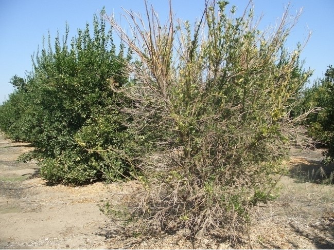 הצהבה של צמרת העץ כתוצאה מזיהום רקבון השורש