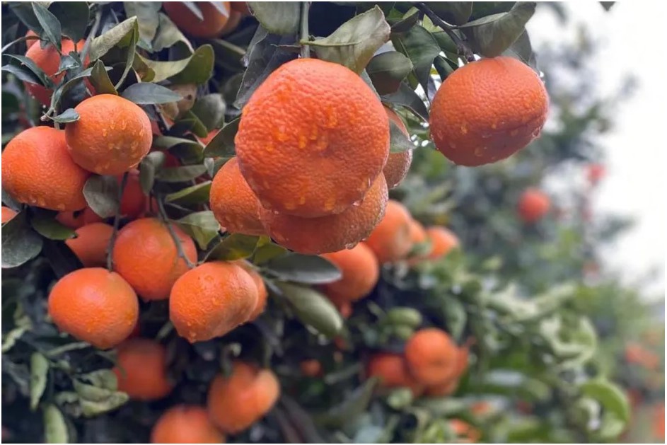 מנדרינות במרוקו