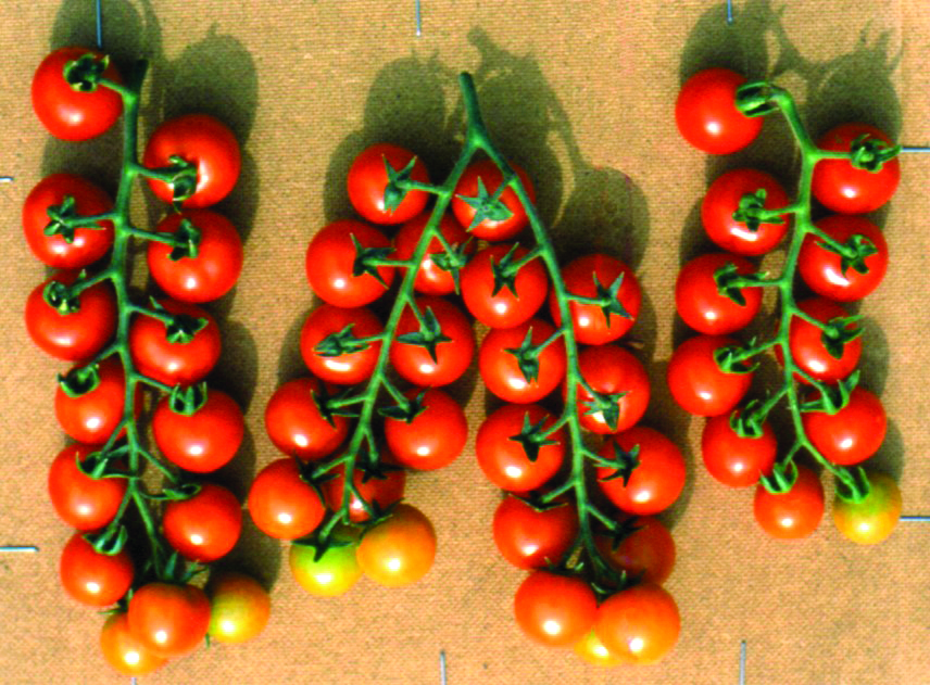 צילום של עגבניות השרי באשכולות שפיתח חיים רבינוביץ