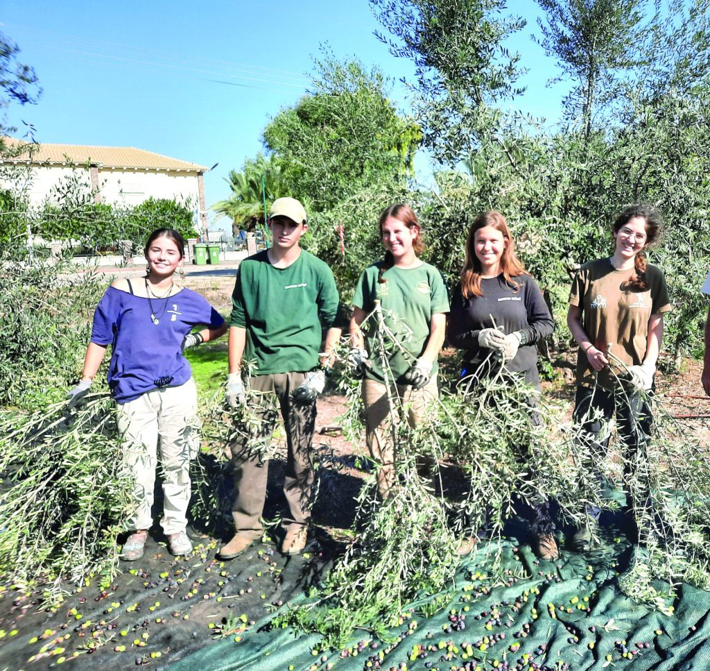 חמישיית עובדים במסיק מימין לשמאל אביגיל יעל רותם איתי שירי. צילום עדינה בר אל