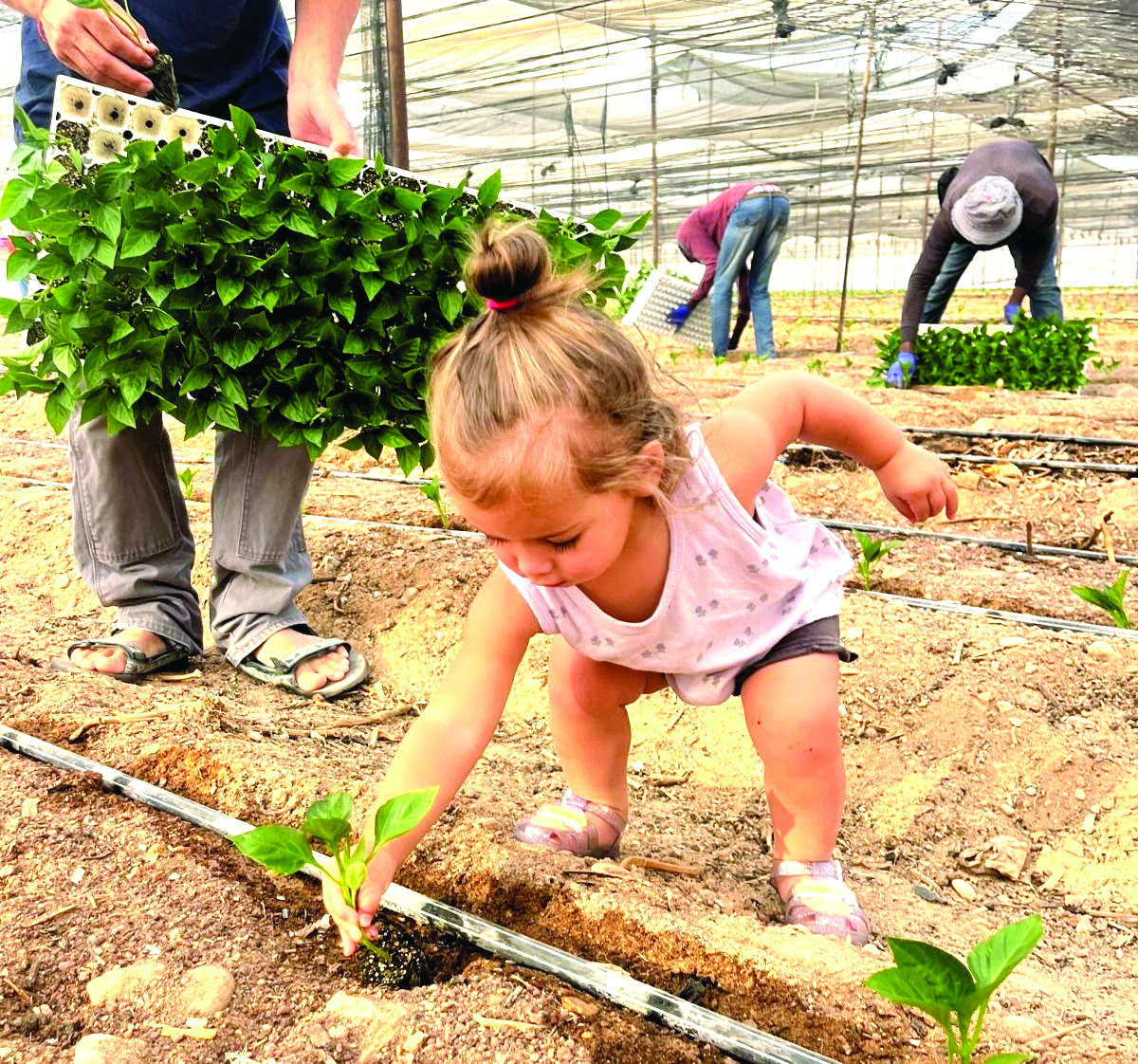 שתילות ראשונות של פלפל בפארן בערבה התיכונה צילום ניר הנדל הערבה התיכונה תמונה 2