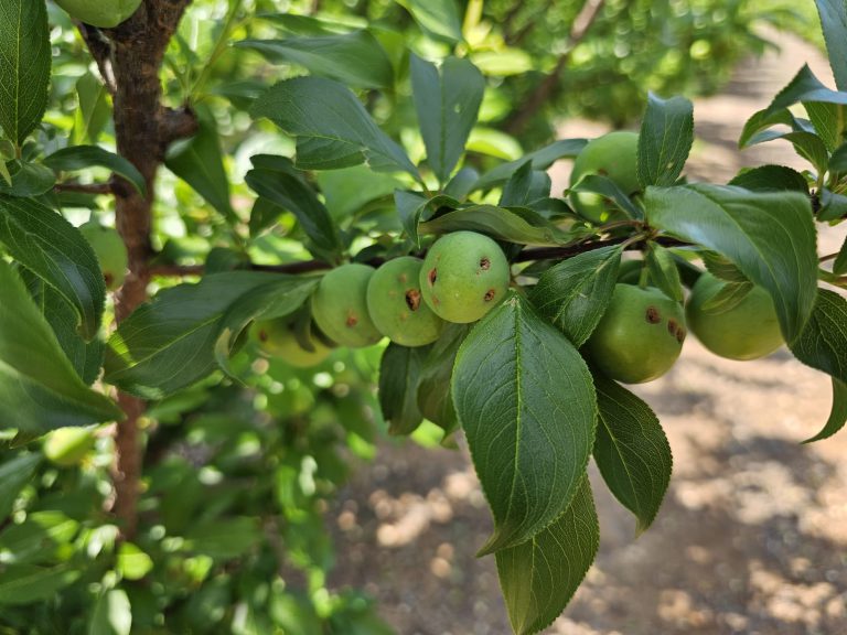 נזקי ברד בשזיף יסוד המעלה אפריל 24