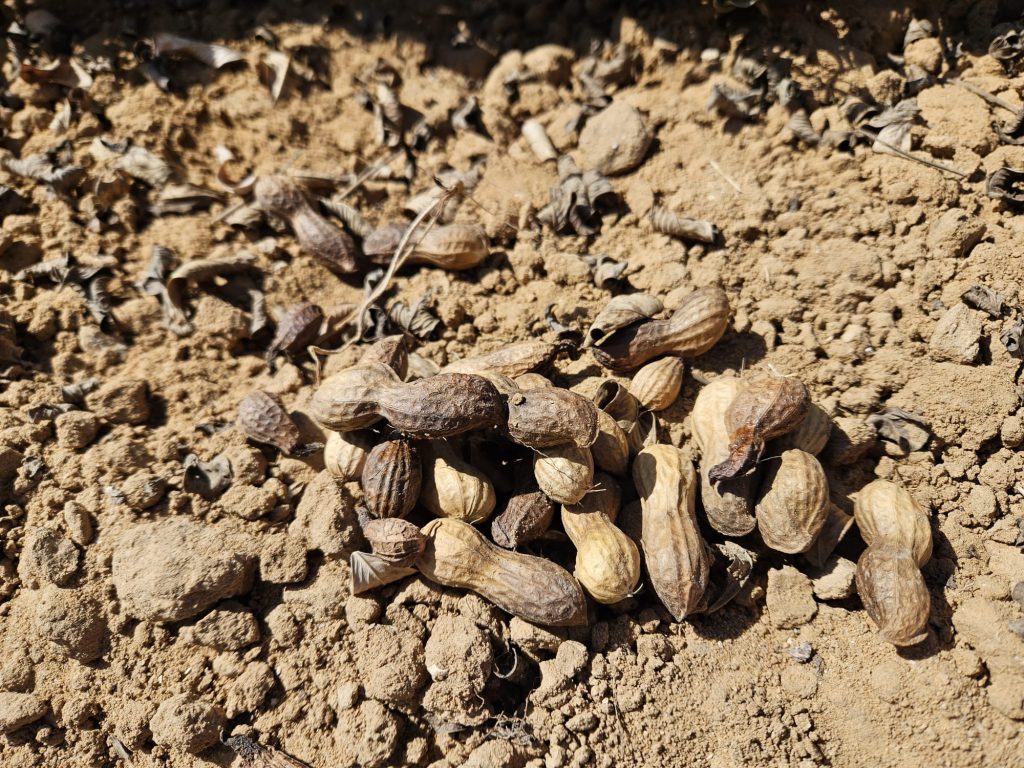 נזקי גשם לבוטנים ספטמבר 23 צלם יובל עזרא קנט