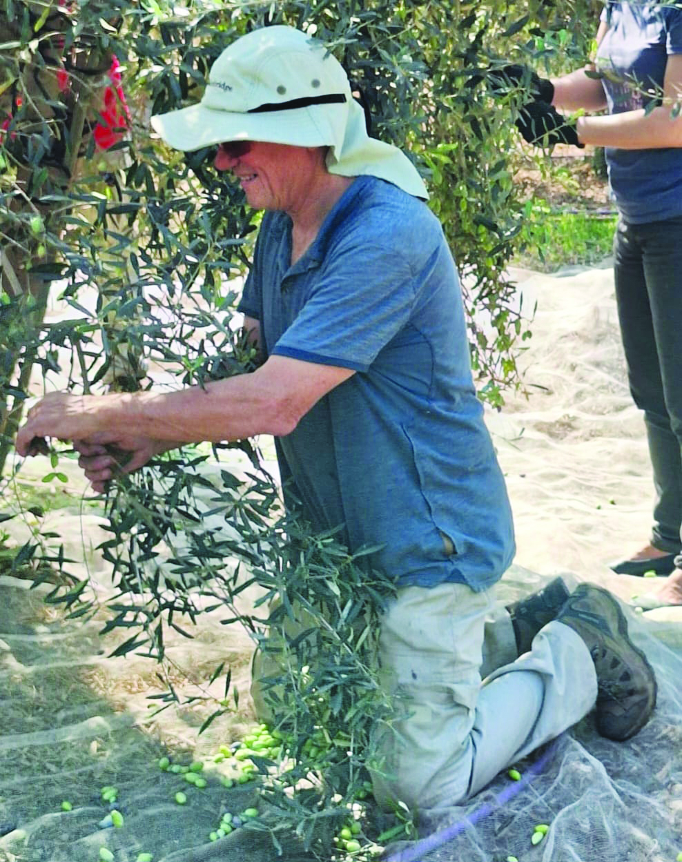 יובל ניב במסיק זיתים צילום הדס בר אל פרמדר