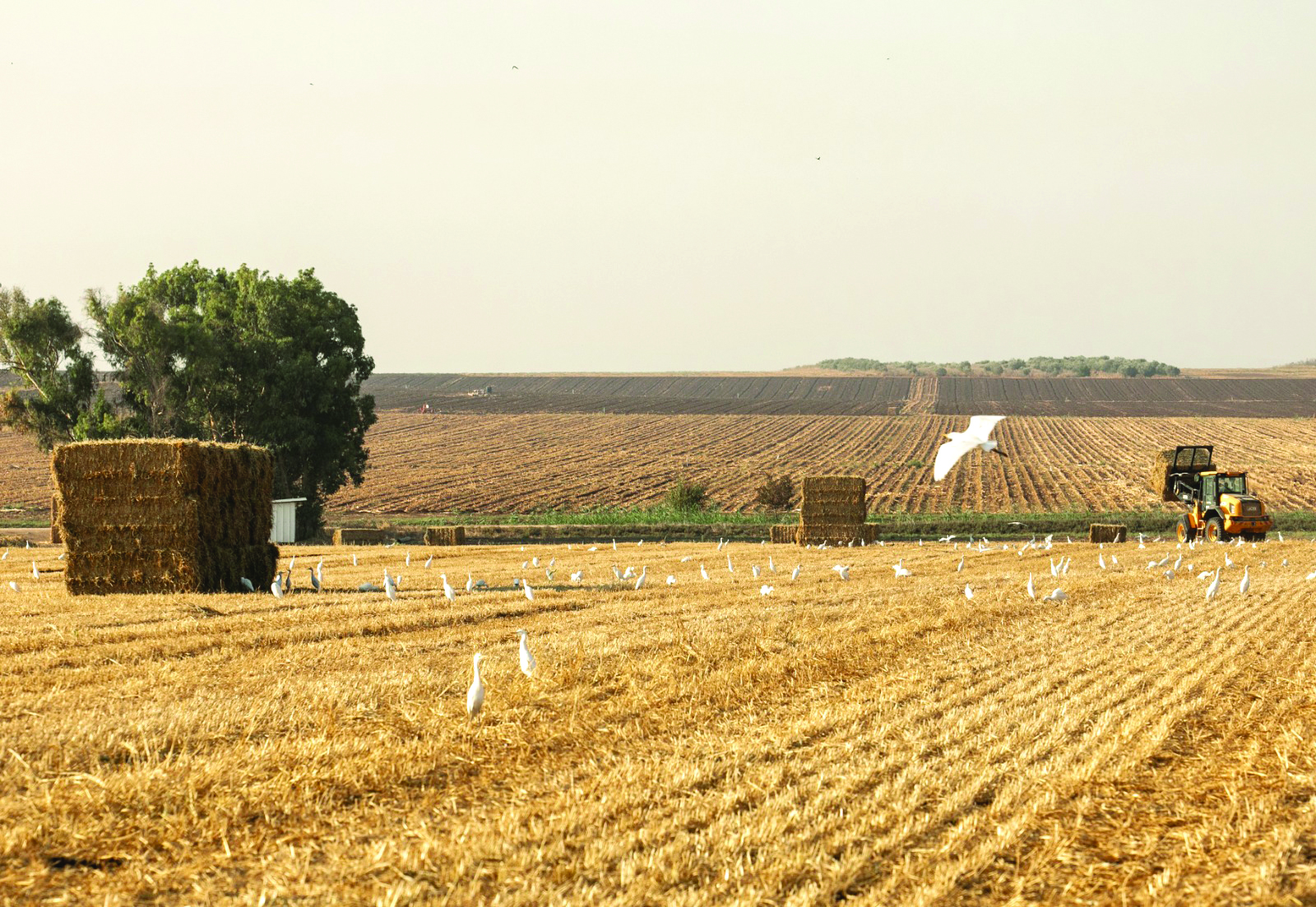 צילום ענת חרמוני עמק יזרעאל הקמת השדה תהווה פגיעה חמורה באזור