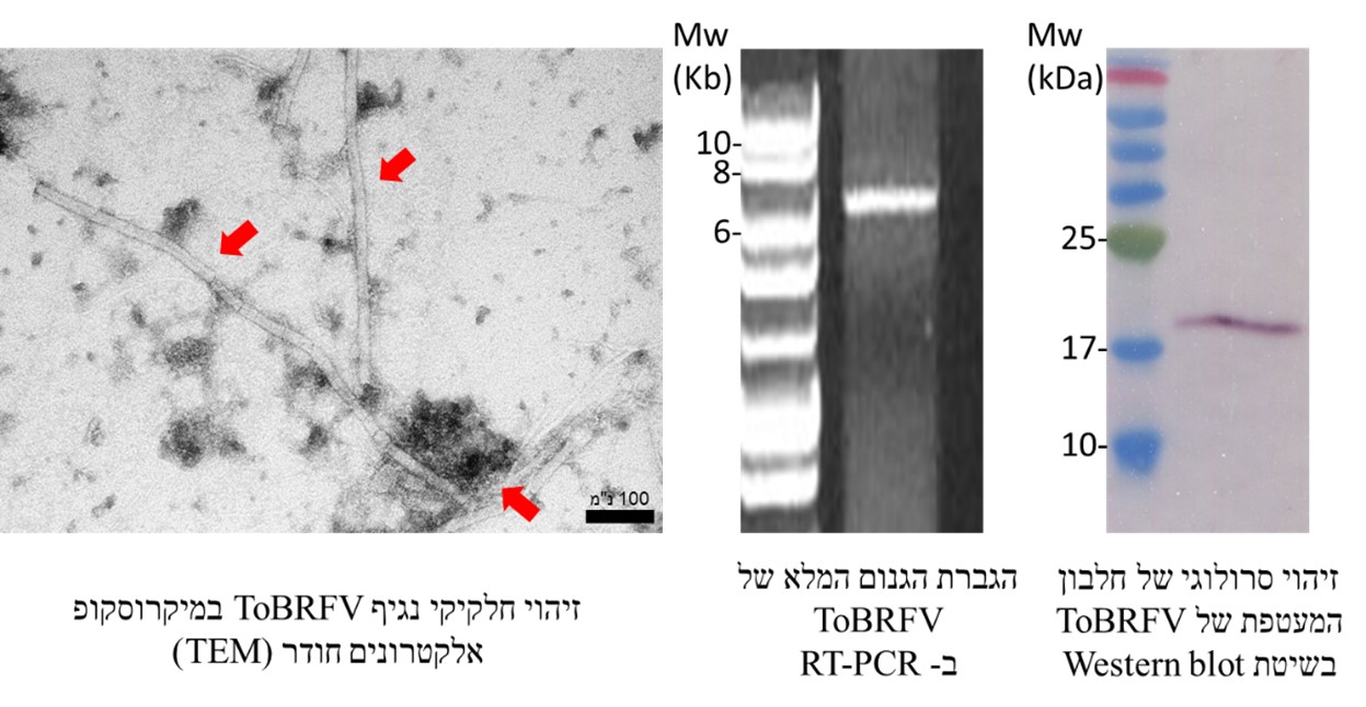 איור מס 2