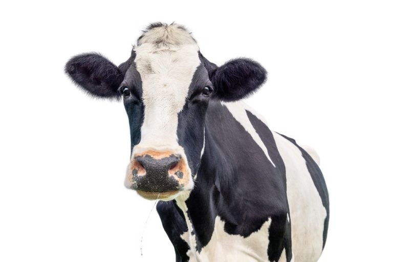 shutterstock 2550565271