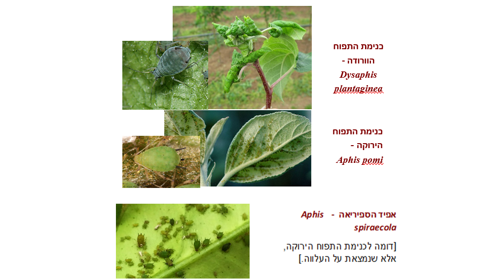 צילום מסך 2025 05 13 160543