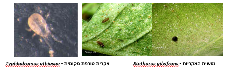 צילום מסך 2025 05 13 161336