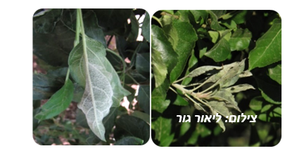 צילום מסך 2025 05 13 161648