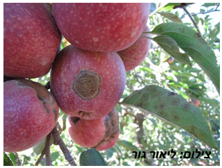 צילום מסך 2025 05 13 161837