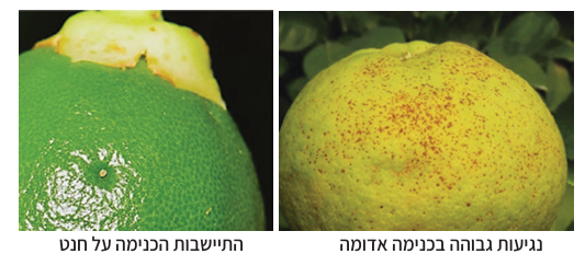 צילום מסך 2025 05 21 170733