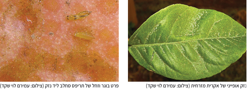 צילום מסך 2025 05 21 170912