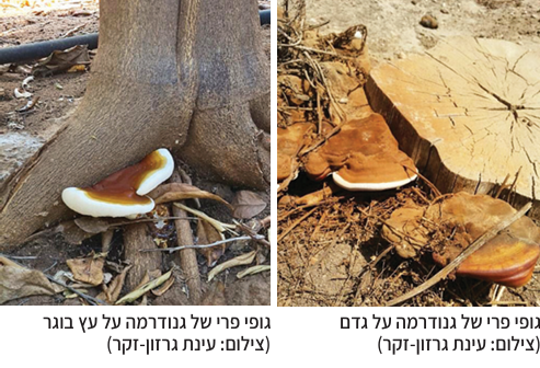 צילום מסך 2025 05 21 171002