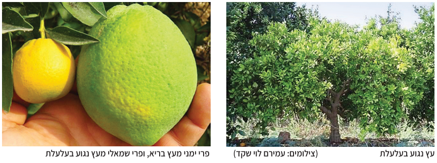 צילום מסך 2025 05 21 171016