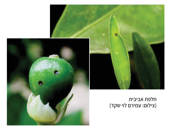 צילום מסך 2025 05 21 182643
