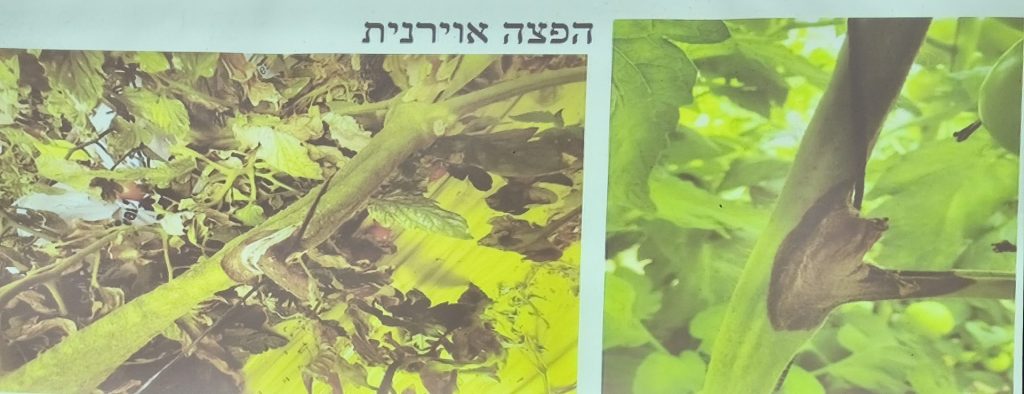 הפצה אוירנית של נבגי פוזריום סולני